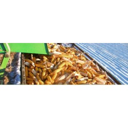 3-BIGDEL 3 SIRALI MISIR SILAJ VE KOÇAN TOPLAYICI